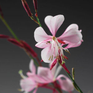 Annuals Flowers