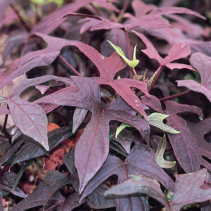 Blackie Sweet Potato Vine