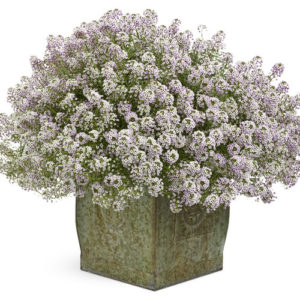 Blushing Princess Sweet Alyssum