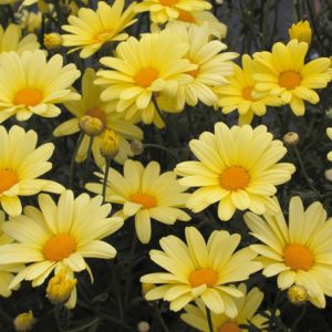 Butterfly Marguerite Daisy