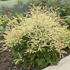 Chantilly Lace Goatsbeard Aruncus