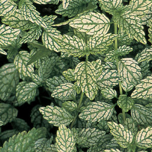 Hermanns Pride Dead Nettle