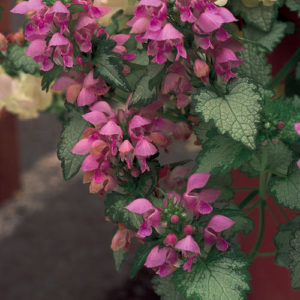 Orchid Frost Spotted Dead Nettle