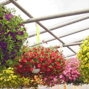 Flowers Hanging Basket