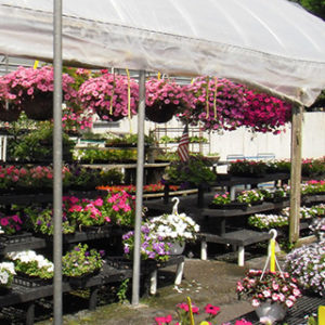 Hanging Basket Flower