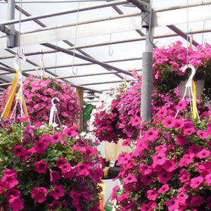 Flower Hanging Baskets