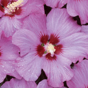 Rose Satin Rose of Sharon