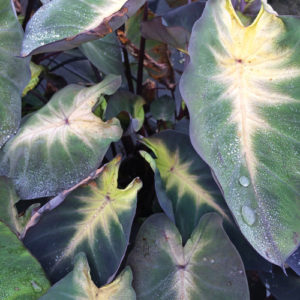 Royal Hawaiian Tropical Storm Elephants Ear