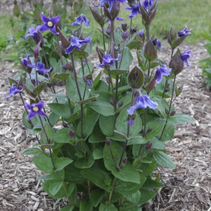 Stand by Me Bush Clematis