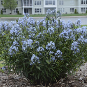 Storm Cloud Bluestar Amsonia