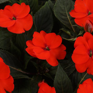 SunPatiens Spreading Tropical Orange