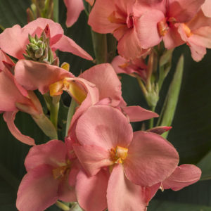 Toucan Coral Canna Lily