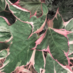 Tricolor Sweet Potato Vine