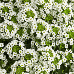 White Knight Sweet Alyssum