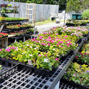 Flowers and Plants Store