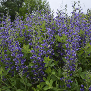 Baptisia Blueberry Sundae 16