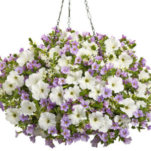 Combo Hanging Basket