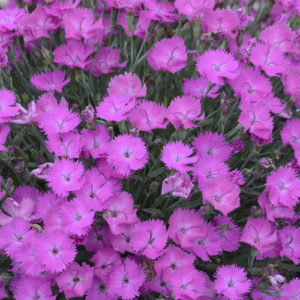 Dianthus Paint The Town Fuchsia 2