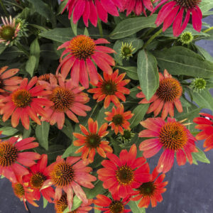 Echinacea Lakota Santa fe Proven Winners 3