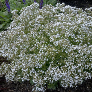 Gypsophila Festival Star 2013