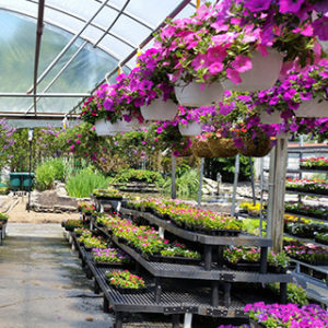 Hanging Baskets Annuals Vegetables