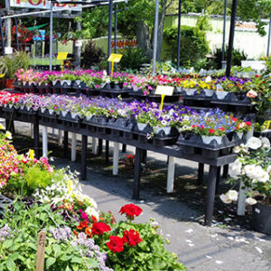 Hanging Baskets Planters Plants