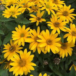 Heliopsis Tuscan Gold