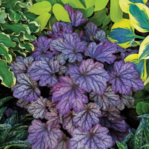 Heuchera Blackberry Ice 2