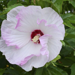 Hibiscus Ballet Slippers