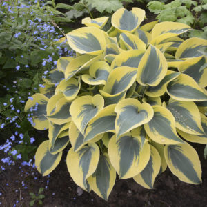 Hosta Autumn Frost