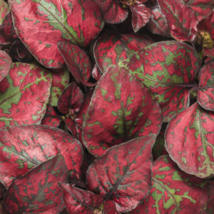 Hypoestes Hippo Red Tag