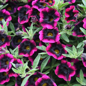 Annuals Flower