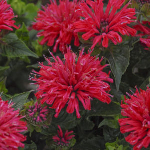 Monarda Pardon My Cerise