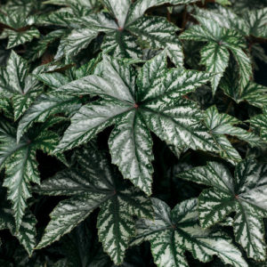 Pegasusbegonia