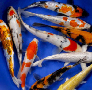 Premium Select Koi