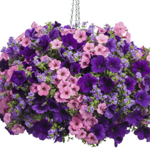 Hanging Baskets