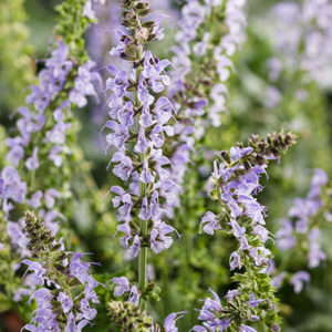 Salvia Color Spires Crystal Blue