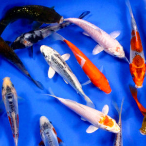 Standard Koi