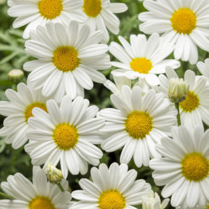 White Butterfly Argyranthemum