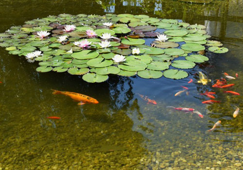 Garden Pond with Flowers and Fish