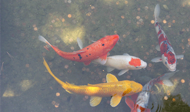 Ideal Temperature for Koi